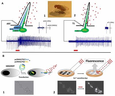 Current Status on the Functional Characterization of Chemosensory Receptors of Cydia pomonella (Lepidoptera: Tortricidae)